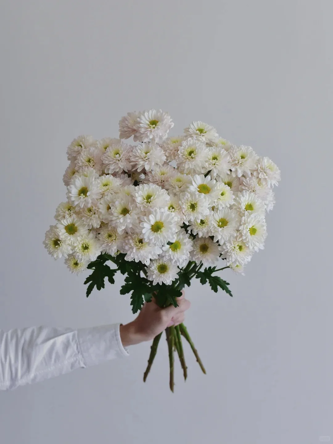 多头菊 · 小菊·汉城香槟